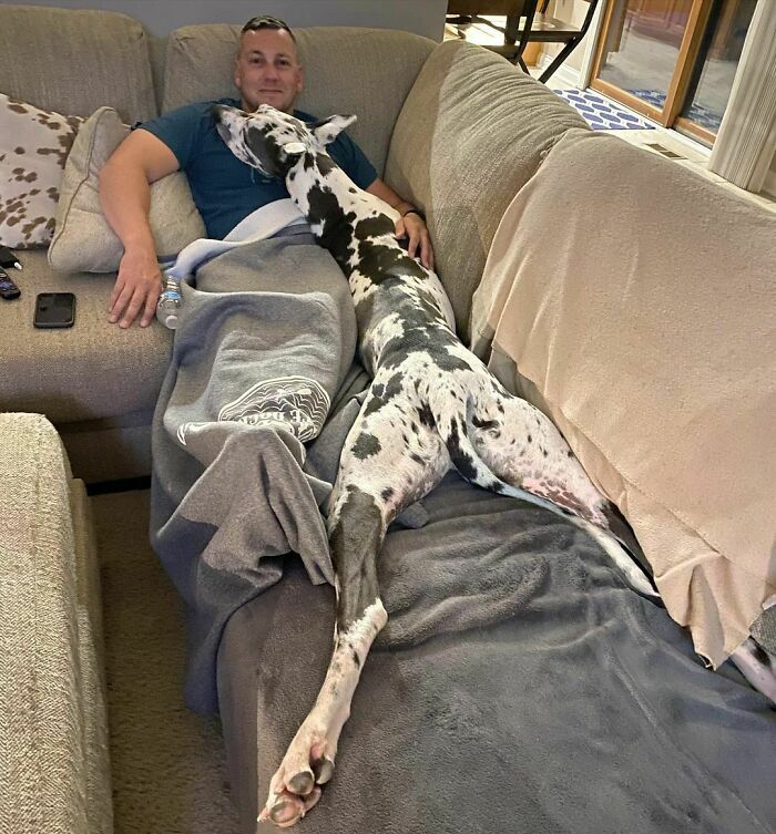 Zero Personal Space With A Great Dane