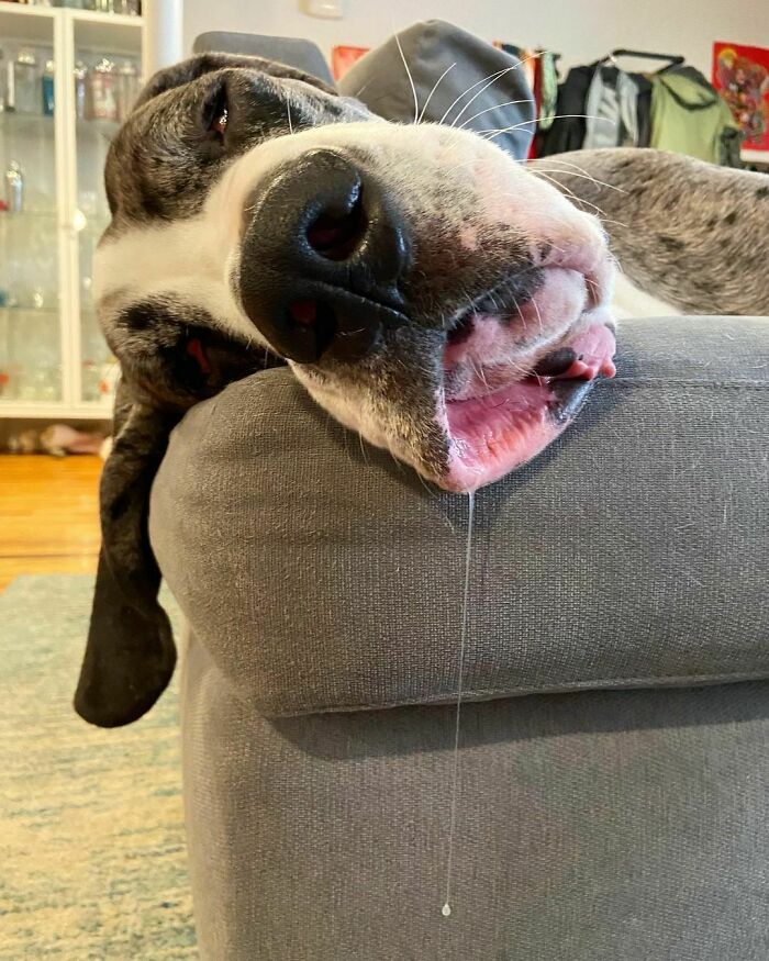 Just Great Dane Things