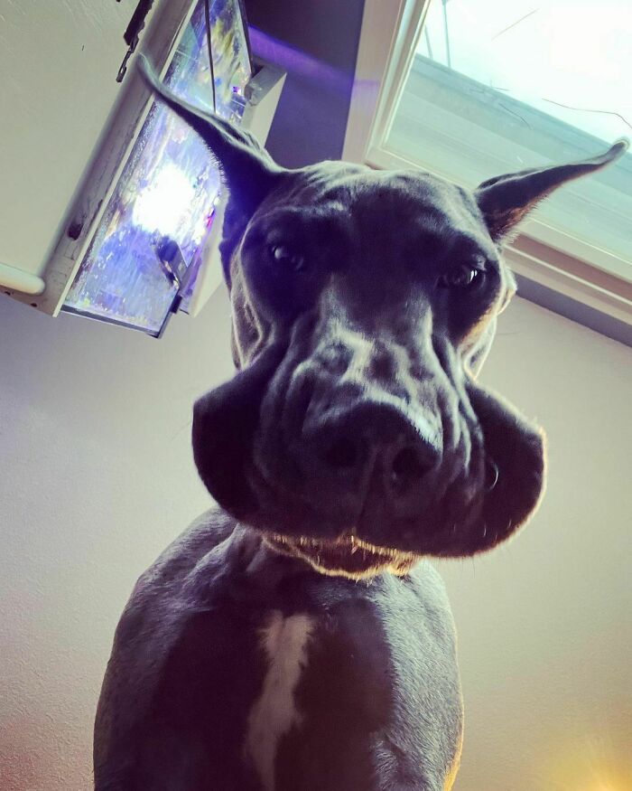 POV: You're An iPhone And Your Dog Is Impatiently Waiting For The Skip Order To Arrive