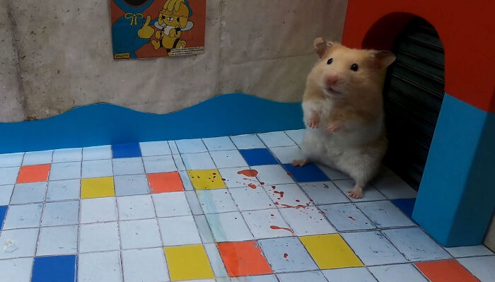 My Hamster Escapes From Hostile Huggy Wuggy In The Awesome Poppy Playtime Maze That I Made (12 Pics)