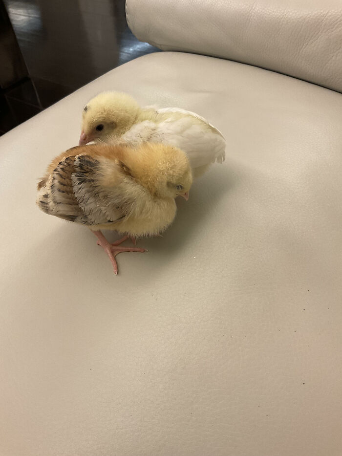 Meet My Chicks - Cara (Front) And Carla (Back) - Best Pets Ever!