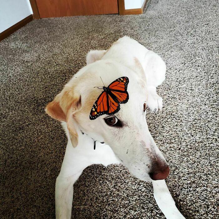 Dog with a butterfly on his head
