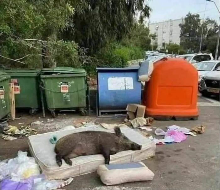 Animals-Places-They-Shouldnt-Be-Pics