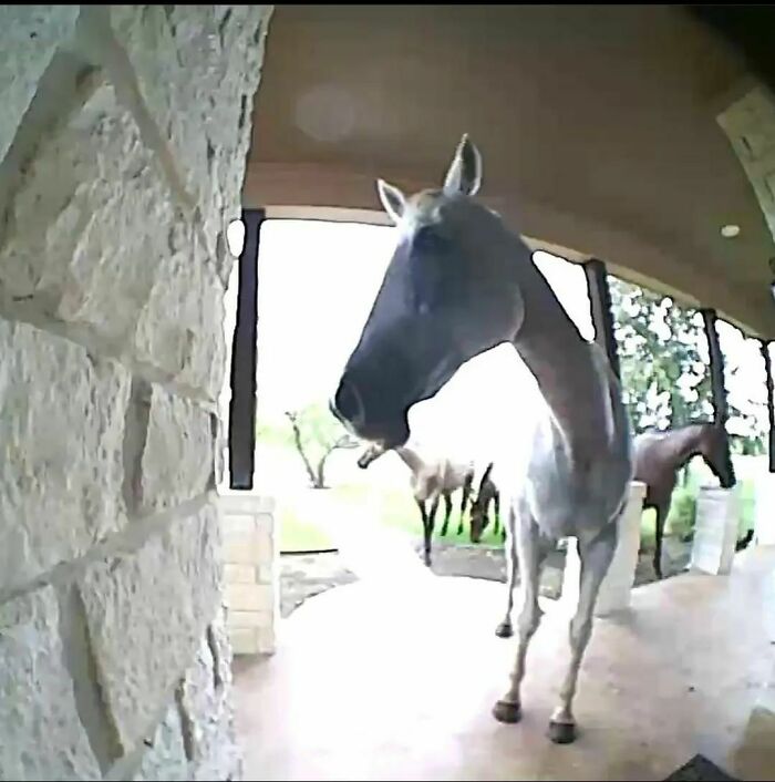 Animals-Places-They-Shouldnt-Be-Pics