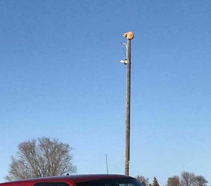 Animals-Places-They-Shouldnt-Be-Pics