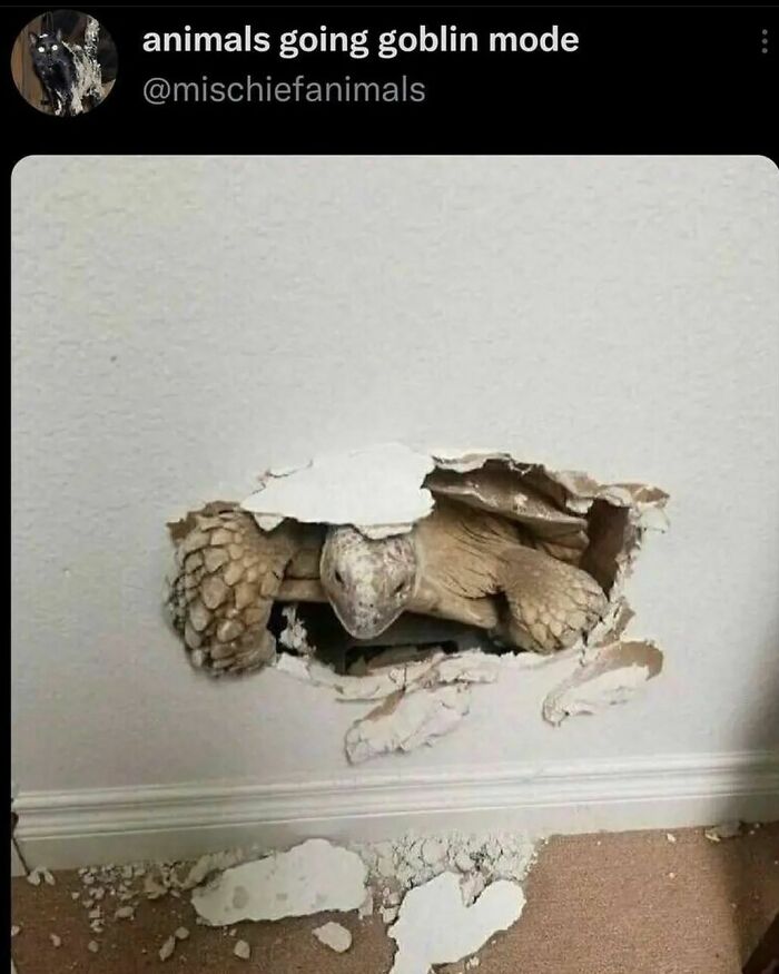 Animals-Places-They-Shouldnt-Be-Pics