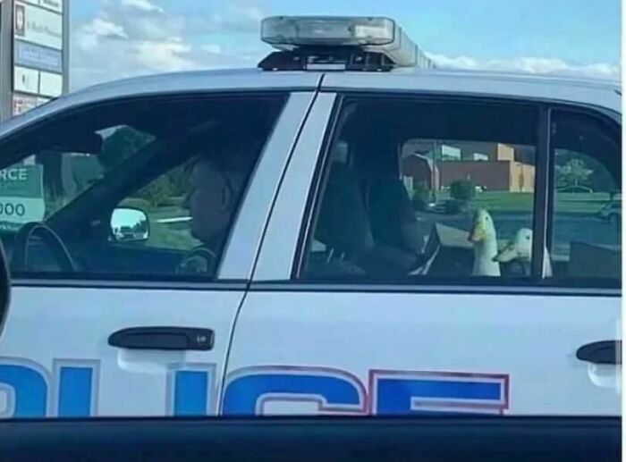 Animals-Places-They-Shouldnt-Be-Pics