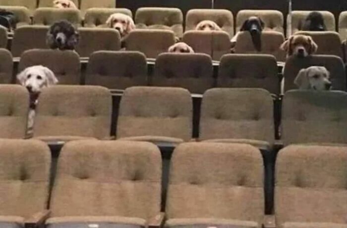 Animals-Places-They-Shouldnt-Be-Pics