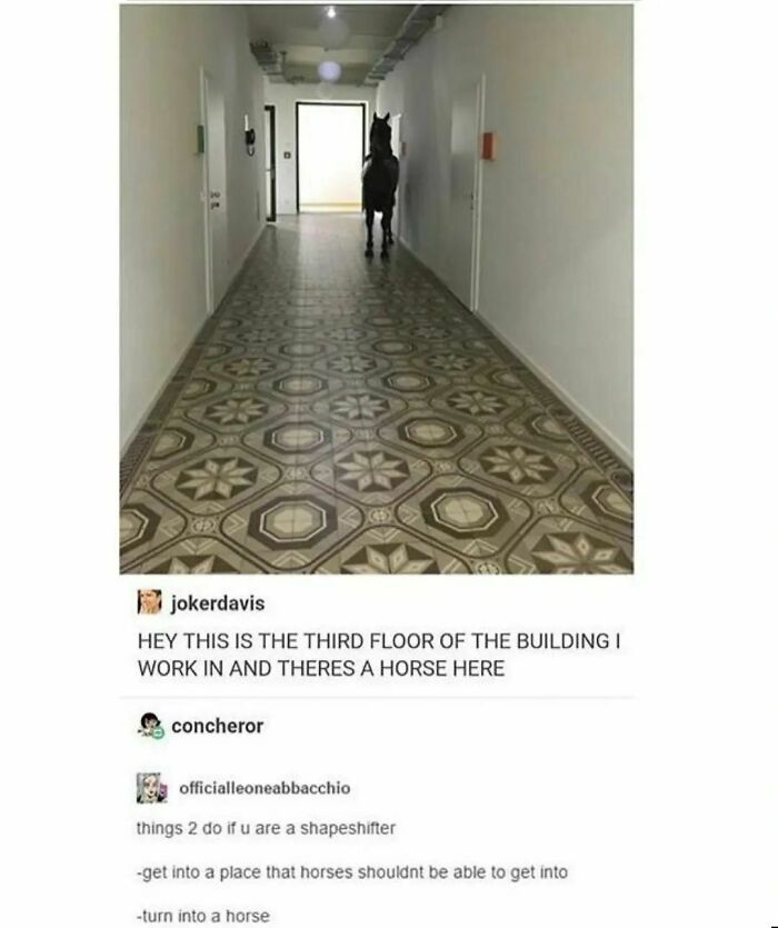 Animals-Places-They-Shouldnt-Be-Pics