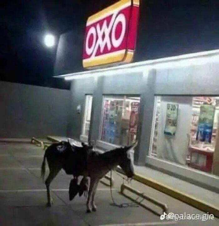 Animals-Places-They-Shouldnt-Be-Pics