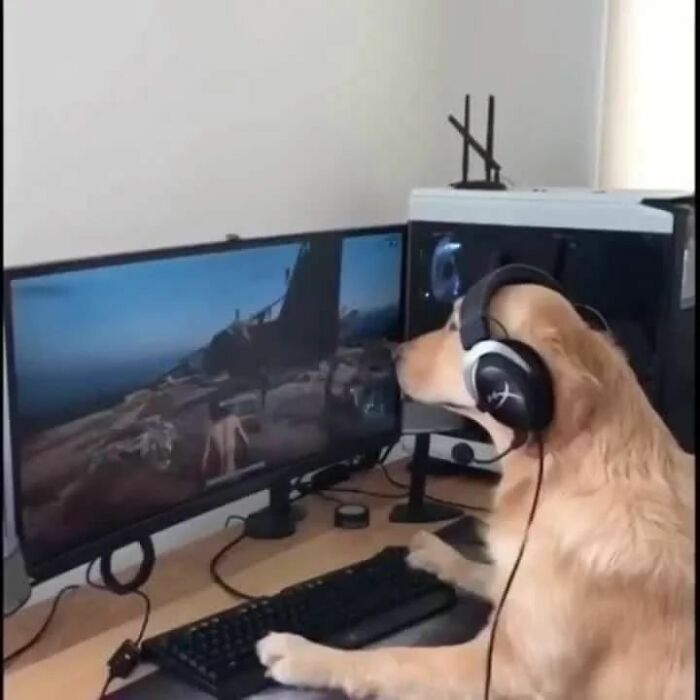 Animals-Places-They-Shouldnt-Be-Pics