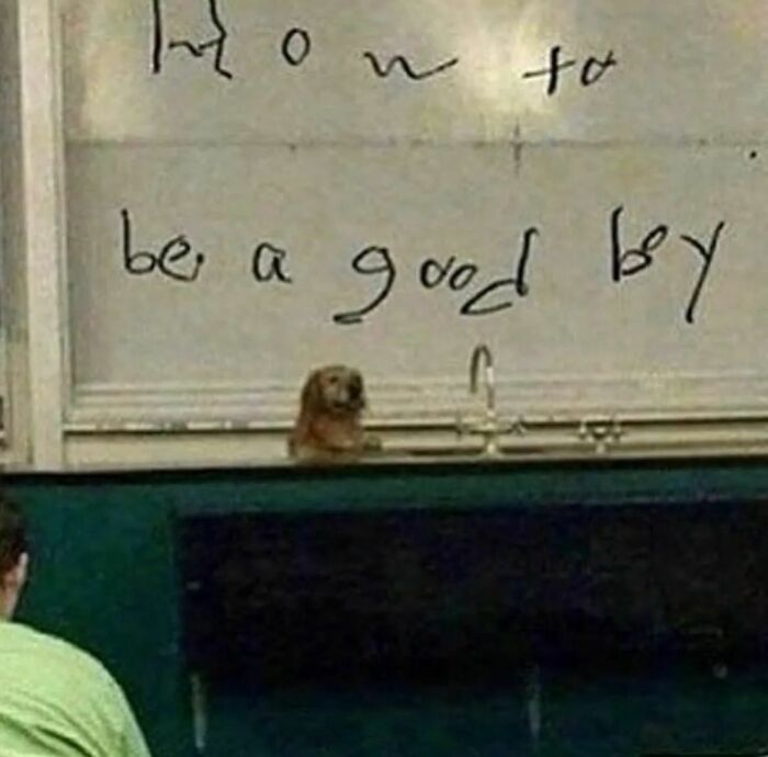 Animals-Places-They-Shouldnt-Be-Pics