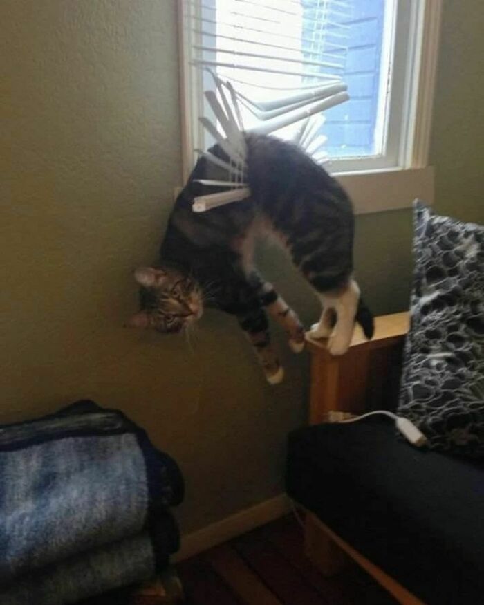 Animals-Places-They-Shouldnt-Be-Pics