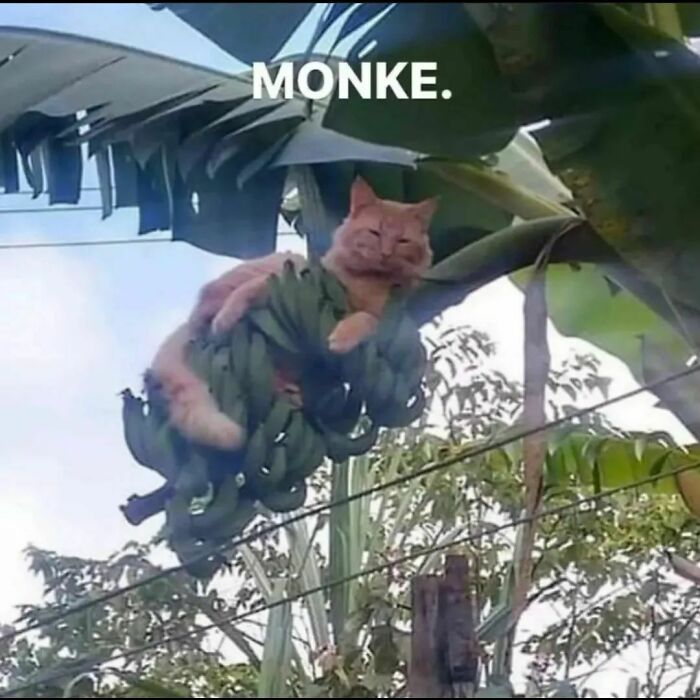 Animals-Places-They-Shouldnt-Be-Pics