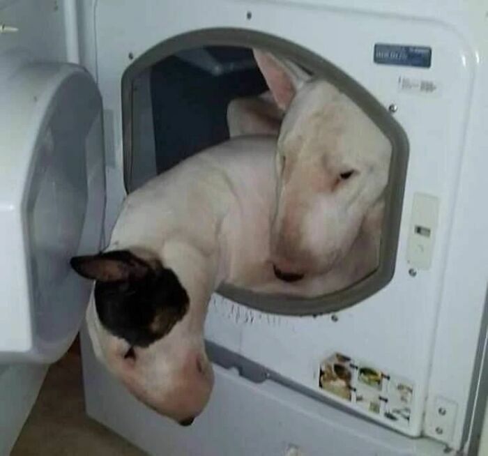 Animals-Places-They-Shouldnt-Be-Pics