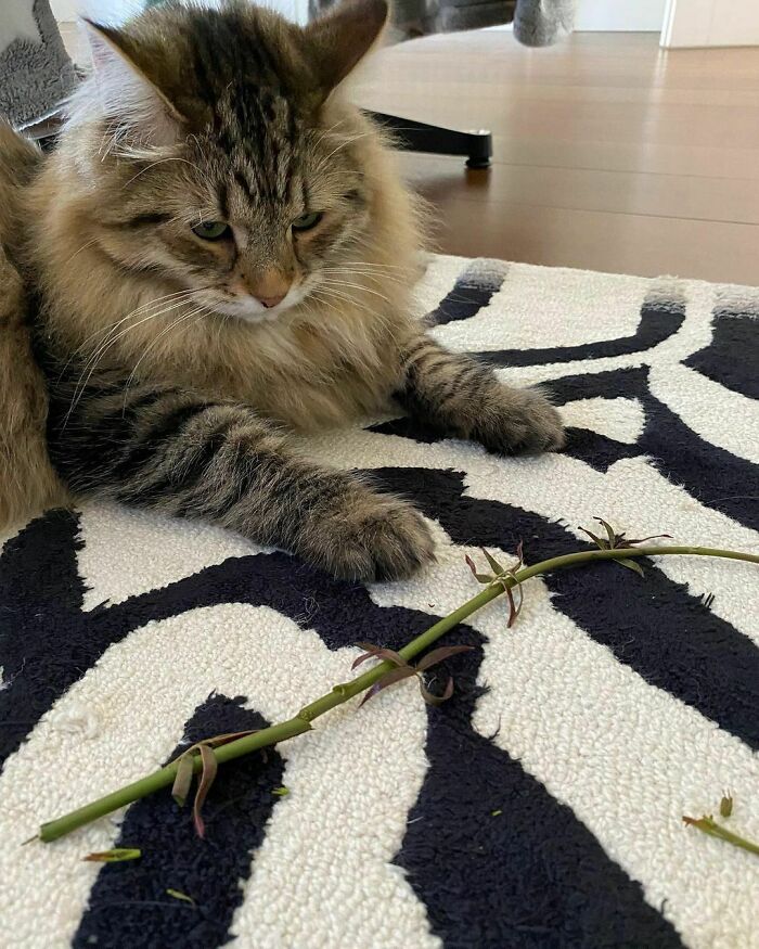 Emil Just Brought Me A Gift From The Garden