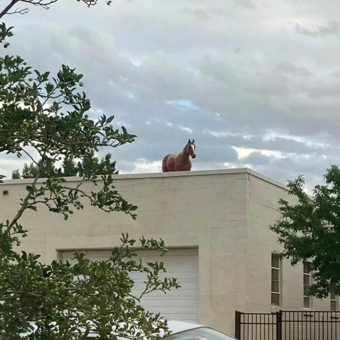 Animals-Places-They-Shouldnt-Be-Pics