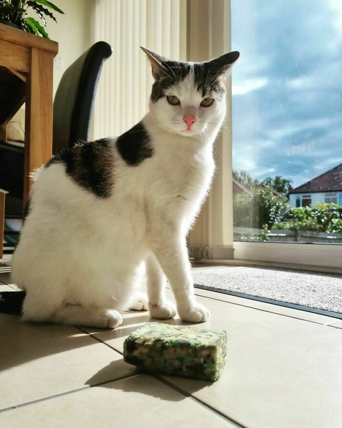 If Anyone Has Lost A Sad Looking Green Cleaning Sponge This Morning, Get In Touch! Romeo Decided To Bring It Home To Me. Perhaps He's Trying To Send Me A Message