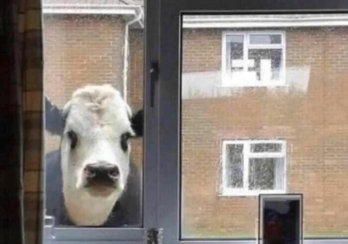 Animals-Places-They-Shouldnt-Be-Pics