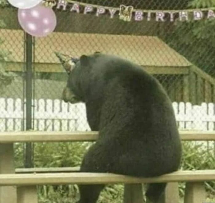 Animals-Places-They-Shouldnt-Be-Pics