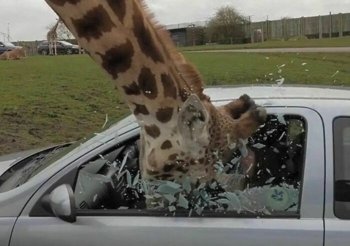 Animals-Places-They-Shouldnt-Be-Pics