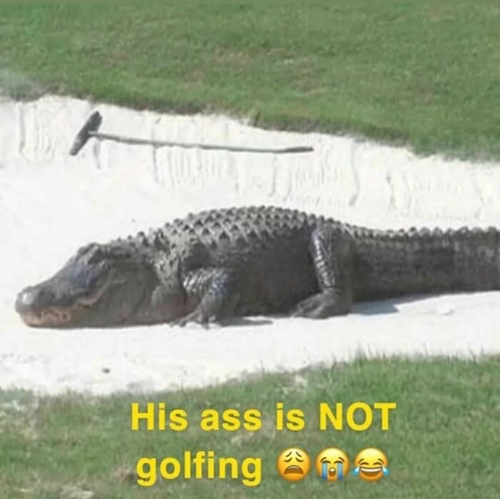 Animals-Places-They-Shouldnt-Be-Pics