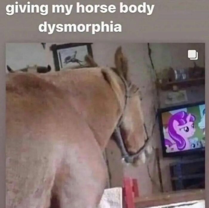 Animals-Places-They-Shouldnt-Be-Pics