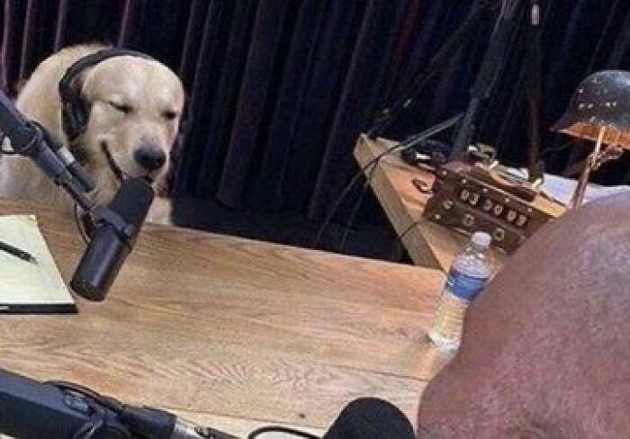 Animals-Places-They-Shouldnt-Be-Pics