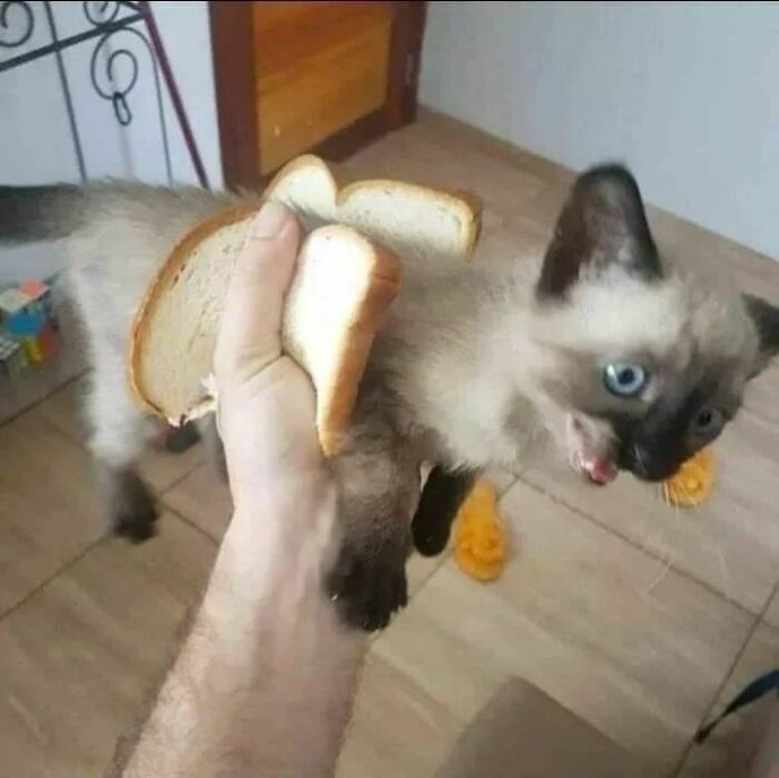 Animals-Places-They-Shouldnt-Be-Pics