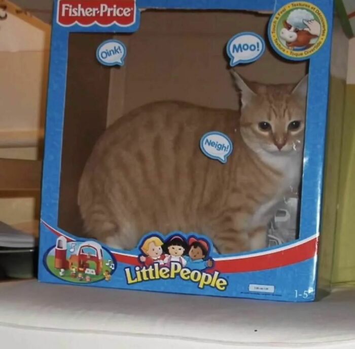 Animals-Places-They-Shouldnt-Be-Pics