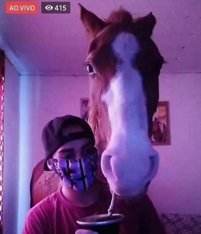 Animals-Places-They-Shouldnt-Be-Pics