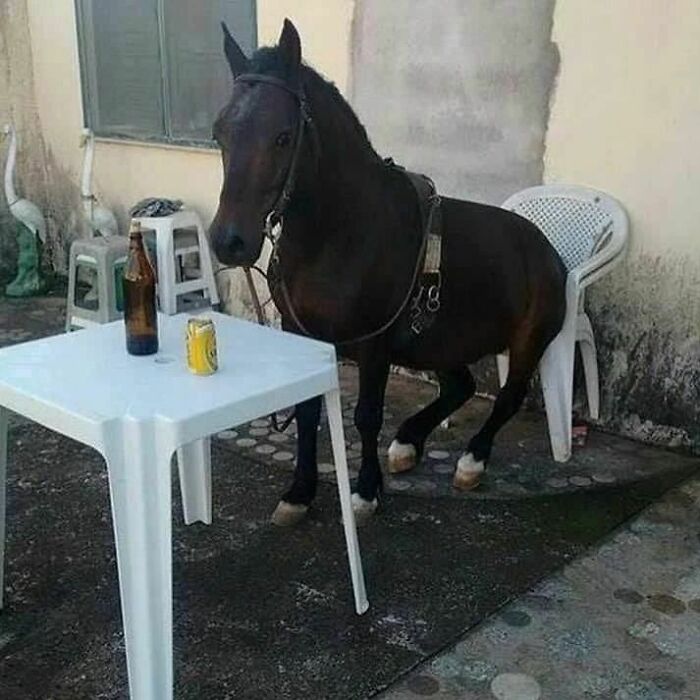 Animals-Places-They-Shouldnt-Be-Pics