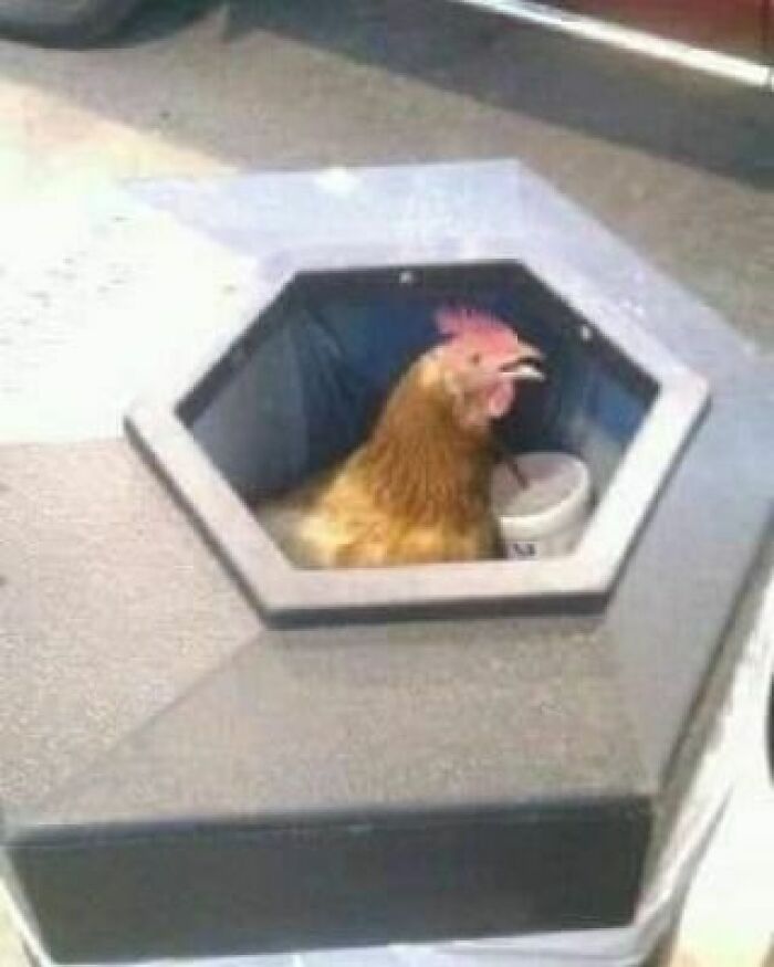 Animals-Places-They-Shouldnt-Be-Pics