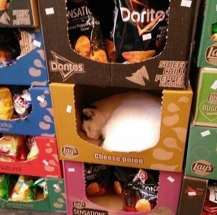 Animals-Places-They-Shouldnt-Be-Pics