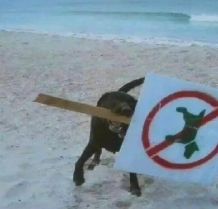 Animals-Places-They-Shouldnt-Be-Pics