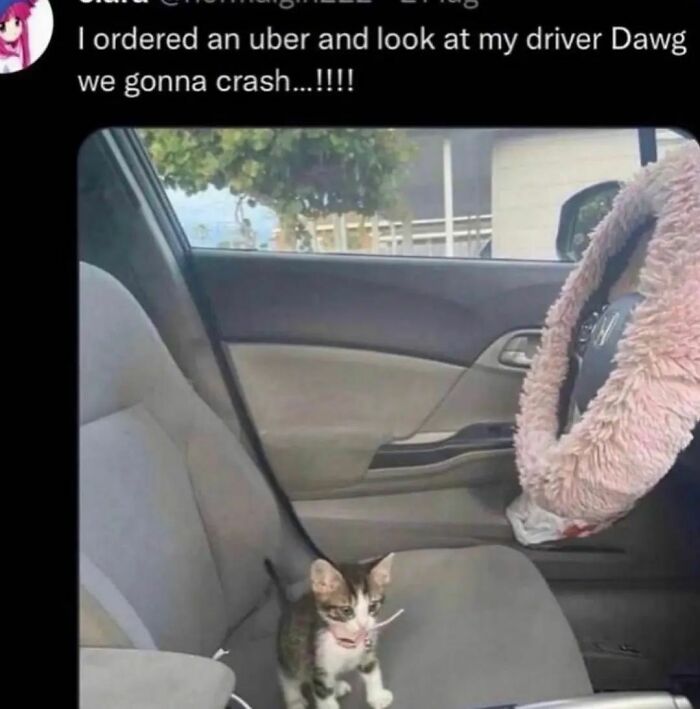 Animals-Places-They-Shouldnt-Be-Pics