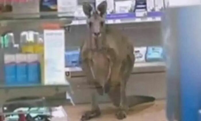 Animals-Places-They-Shouldnt-Be-Pics