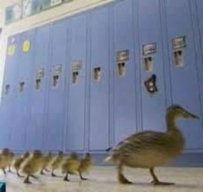 Animals-Places-They-Shouldnt-Be-Pics