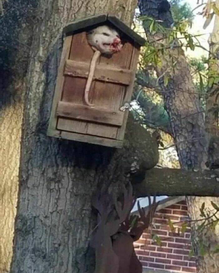 Animals-Places-They-Shouldnt-Be-Pics