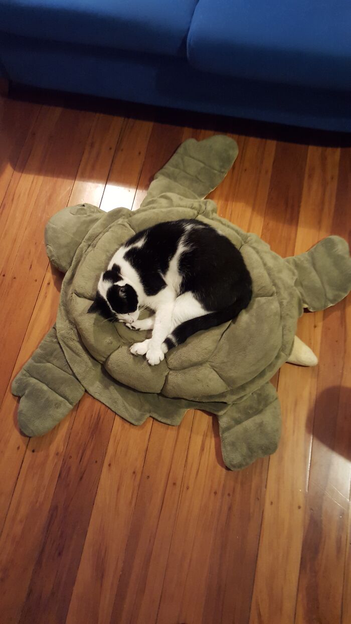 Technically, It's Long Since Become "Charlie's Turtle" Though