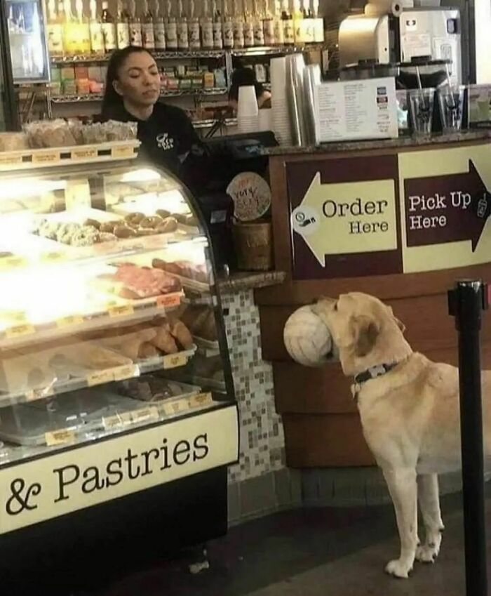 Animals-Places-They-Shouldnt-Be-Pics