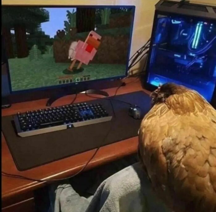 Animals-Places-They-Shouldnt-Be-Pics