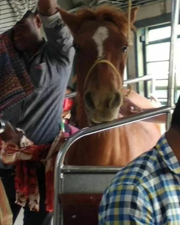 Animals-Places-They-Shouldnt-Be-Pics