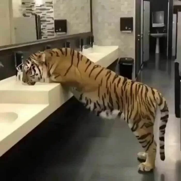 Animals-Places-They-Shouldnt-Be-Pics