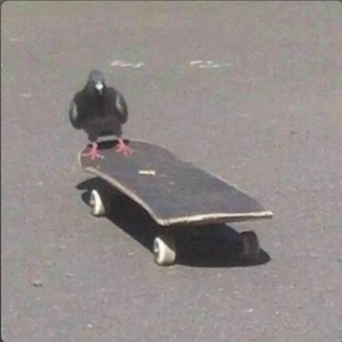 Animals-Places-They-Shouldnt-Be-Pics