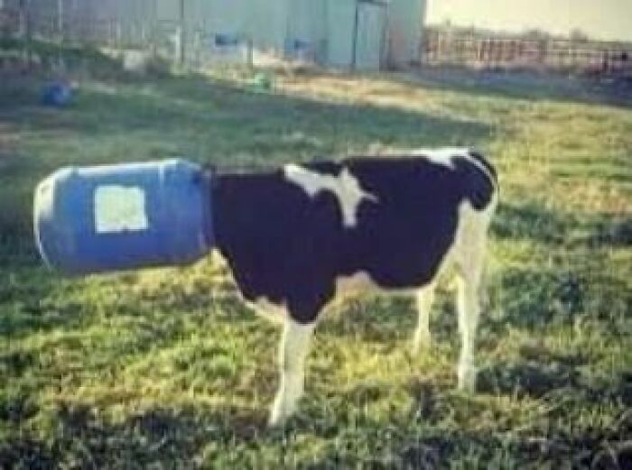 Animals-Places-They-Shouldnt-Be-Pics