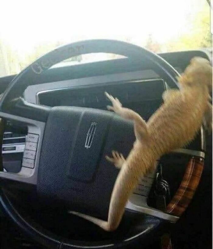 Animals-Places-They-Shouldnt-Be-Pics