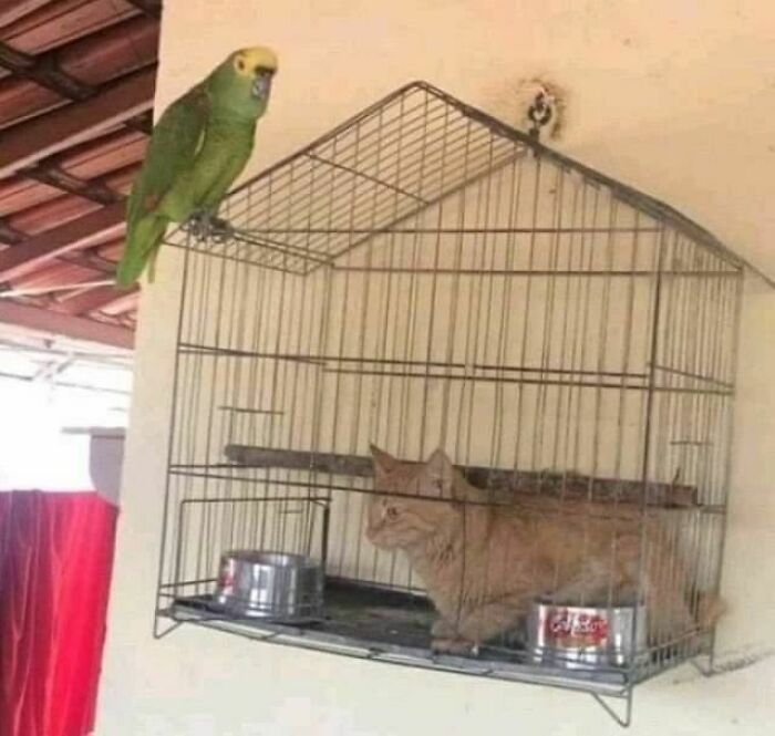 Animals-Places-They-Shouldnt-Be-Pics