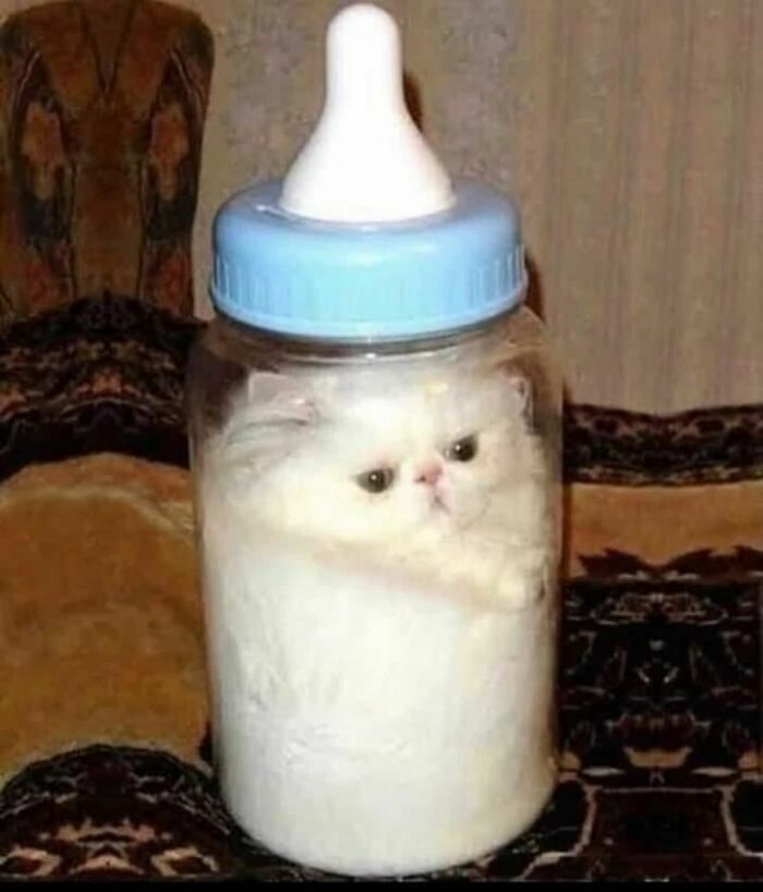 Animals-Places-They-Shouldnt-Be-Pics