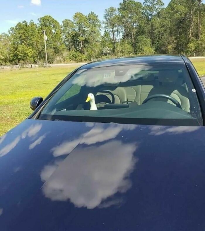 Animals-Places-They-Shouldnt-Be-Pics